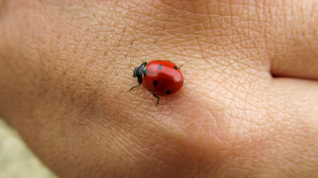 A close up of a cute red ladybug moving on man's handの写真素材