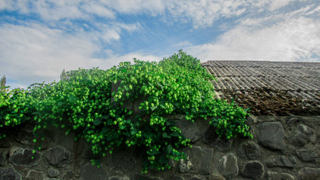 Green leaves, plant covered half of the roof of a historic caucasian building