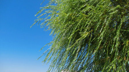 Close up wiping willow tree branches and leaves against blue sky