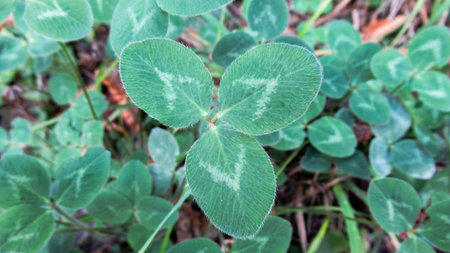 Close up of a green plants, leaves in the garden
