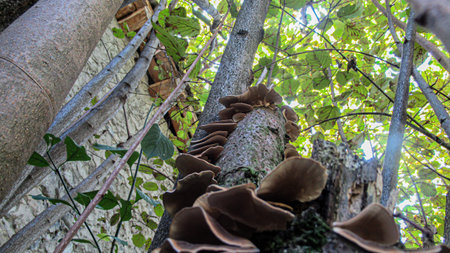 Close up of a tree mushrooms in a wild forest