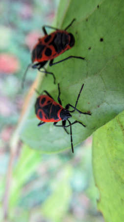 A close up of a red-black insects moving around on the yellow autumn leafの写真素材