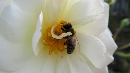 A close up of a honey bee inside of a white flower collecting nectar