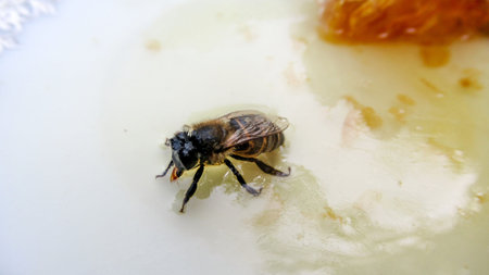 A close up of a honey bee standing on honeycomb