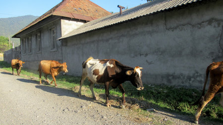 Cows walking on the side of a main village road