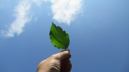 Close up young man hand holding green leaf against blue cloudy sky