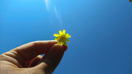 Close up young man, male hand holding small cute yellow flower