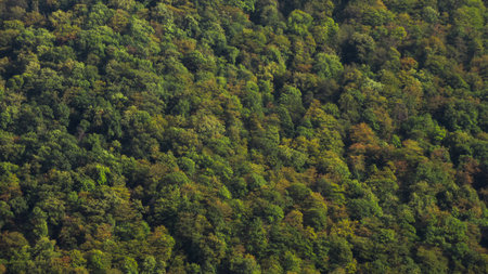 Close up top view of a green trees on the mountain forest