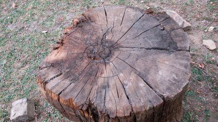 Single tree stump in the village near to the forest