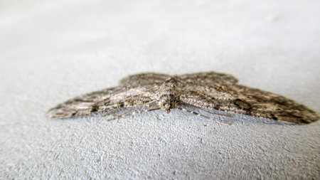 A close up of a grey-black butterfly insect standing on the wall