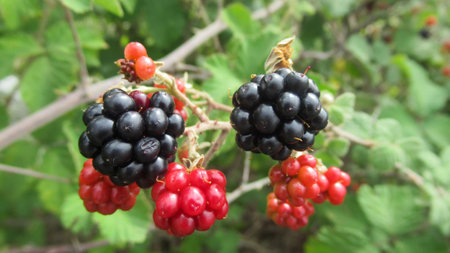 Close-up of ripe and unripe wild blackberries growing on blackberry bush.
