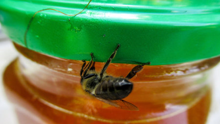 A close up of a honey bee tries to get into honey jar