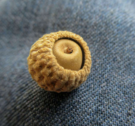 A close up of a natural organic fresh acorn nut on the cloth surfaceの写真素材