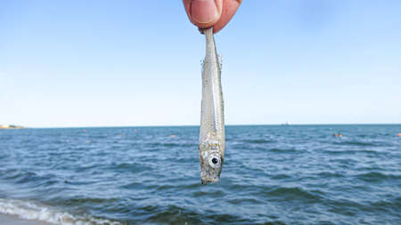 White male hand holding small white dead fish in a public beachの写真素材