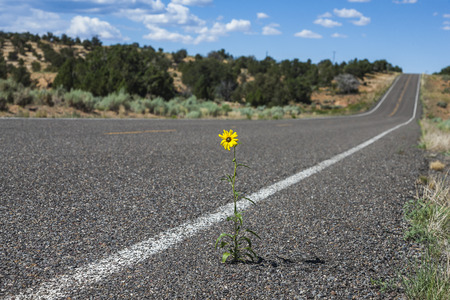Strong Yellow Daisy Flower growing through Asphalt, Arizona, United States of Americaの写真素材