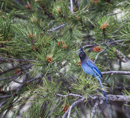 Steller's Jay is a jay native to western North America, closely related to the blue jay found throughout the rest of the continent but with a black head and upper body. It is also called long-crested jay, mountain jay or pine jay. This one we found near Bの写真素材