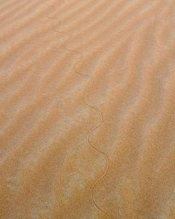 Snake trail in the Empty Quarter Desert Sand, Abu Dhabi, United Arab Emirates