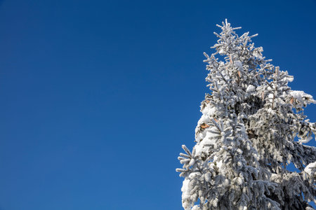 snow and ice covered pine tree top pointing towards the blue skyの写真素材