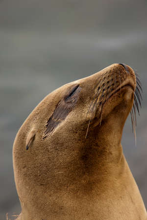 Lazy Sea Lion relaxing in the sunの写真素材
