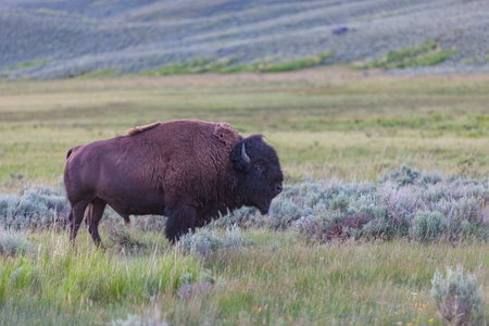 Bison Bull posing in Yellowstone National Parkの写真素材
