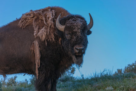 Buffalo bull posing in Yellowstone National Parkの写真素材