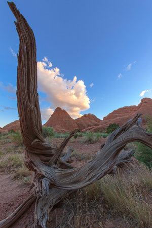 Dry natural wooden harp at Arches National Parkの写真素材