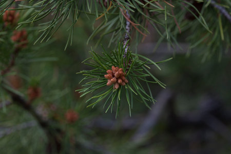 Pine Seed close-up on a Tree Branchの写真素材