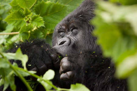 Relaxing Guhonda Silverback Gorilla full size Portraitの写真素材