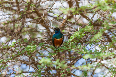 Superb starling on a tree in the Serengetiの写真素材