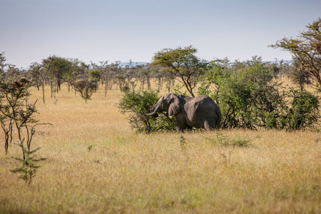 Elephant Bull out for an acacia rub in the Serengetiの写真素材
