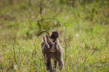 Mother and Baby Baboon Monkey in the Serengeti