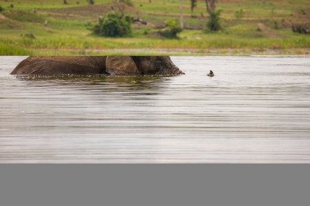 Old Elephant Bull munching shoreline grass at Lake Hagoの写真素材