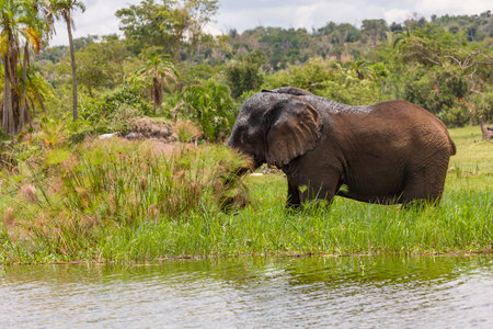 Old Elephant Bull munching shoreline grass at Lake Hagoの写真素材