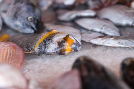 Fresh fish lying on the market displayの写真素材