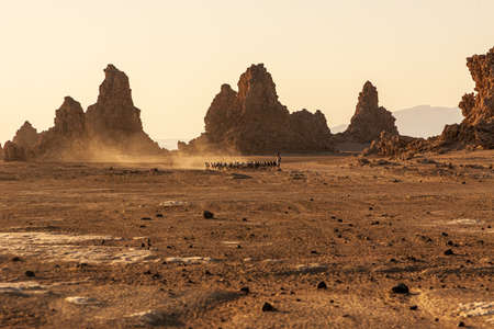 Herd of farm sheep in between Lac Abbe chimneysの写真素材