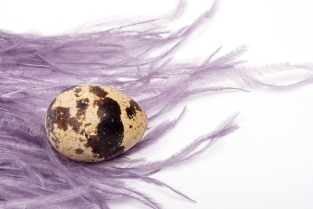 Single Quail egg with a purle feather on white background, closeup.の写真素材