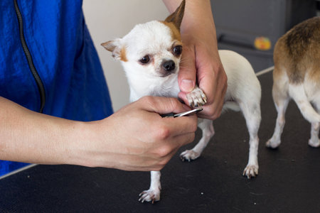 Cute chihuahuaの写真素材