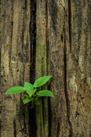 Small tree on the tree の写真素材