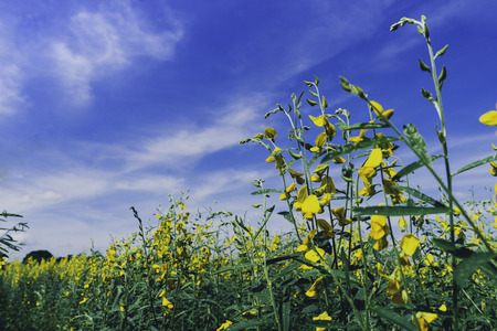 Yellow flower field known as sunn hempの写真素材
