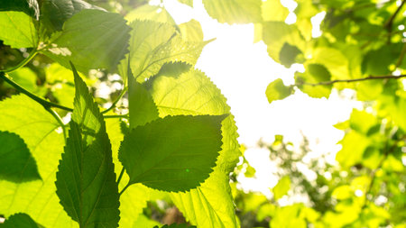 green leaves on the green backgrounds