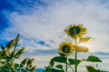 Beautiful sunflowers against the skyの写真素材