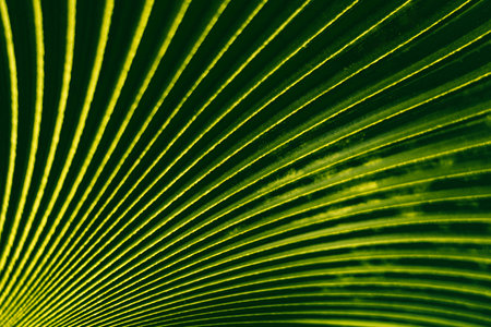 Pattern of green palm leaf