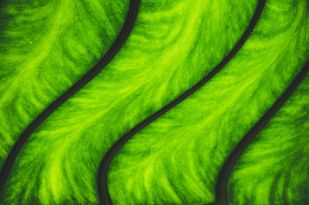 Close-up exotic tropical leaf