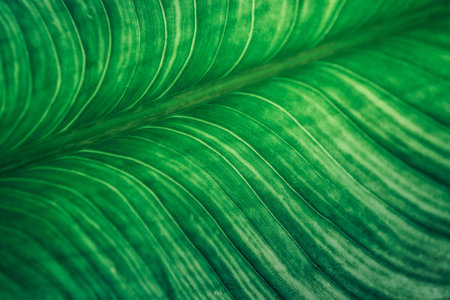 Tropical leaves background,Green background pattern.