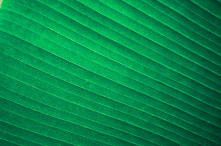 Tropical leaves background,Green background pattern.