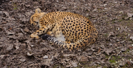 the leopard is asleepの写真素材
