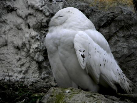 wild white owlの写真素材