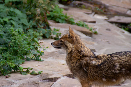 coyote looking away