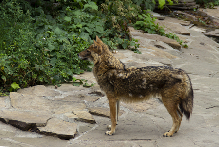 coyote looking awayの写真素材