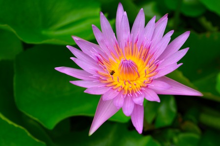 Beautiful lotus flower is the symbol of the Buddha, Thailand.の写真素材